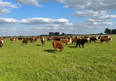 Servicio Profesional Agronómico