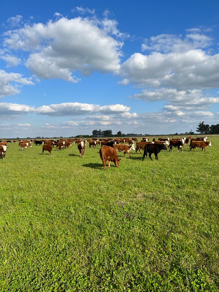 Servicio Profesional Agronómico