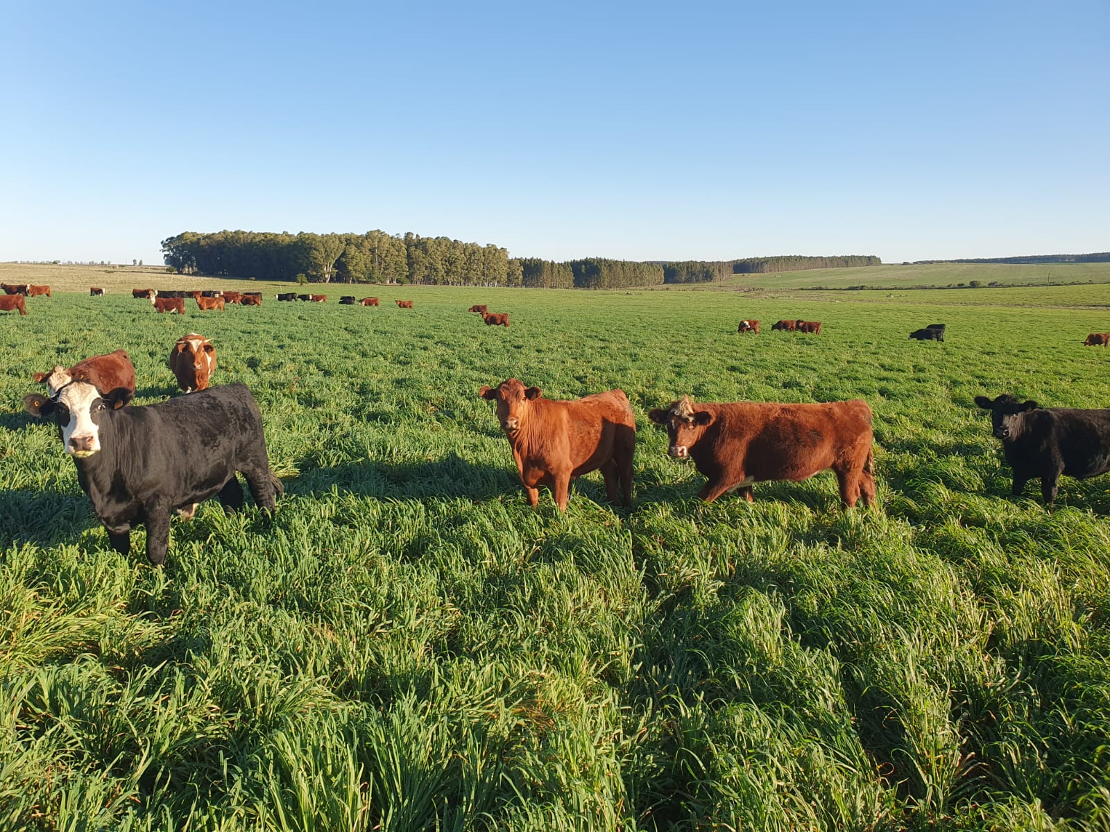 Campo en Venta en Uruguay. Florida. Estancia completa.